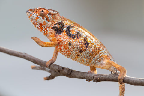 Pet Female Program! - 5 - 6 Month Old Individual - Female #6