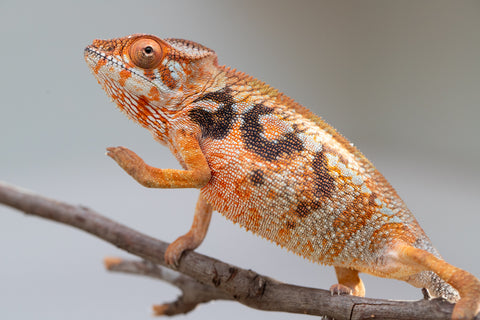 Pet Female Program! - 5 - 6 Month Old Individual - Female #6