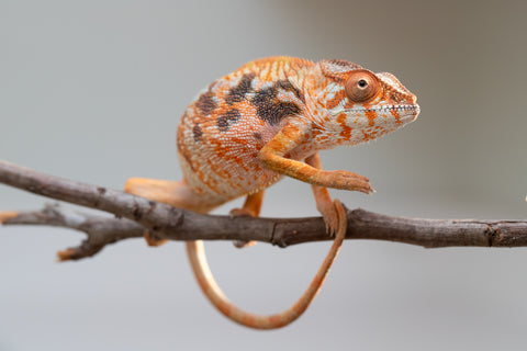 Pet Female Program! - 5 - 6 Month Old Individual - Female #6