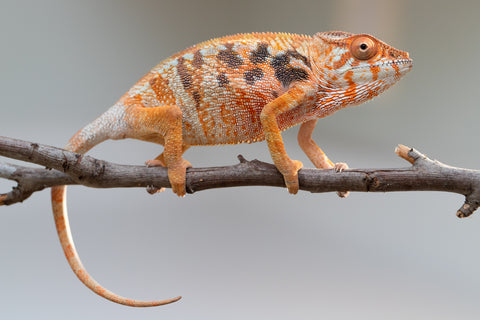 Pet Female Program! - 5 - 6 Month Old Individual - Female #6
