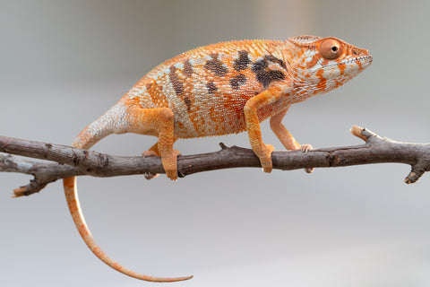Pet Female Program! - 5 - 6 Month Old Individual - Female #6