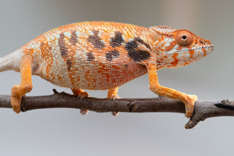 Pet Female Program! - 5 - 6 Month Old Individual - Female #6