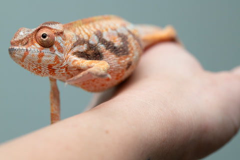 Pet Female Program! - 5 - 6 Month Old Individual - Female #6