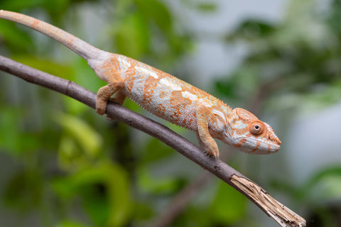 Pet Female Program! - 6 - 7 Month Old Individual - Female #1