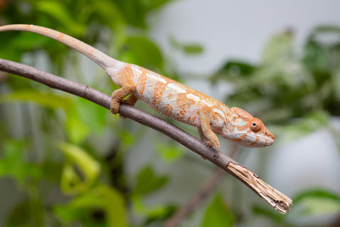 Pet Female Program! - 6 - 7 Month Old Individual - Female #1