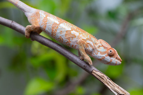 Pet Female Program! - 6 - 7 Month Old Individual - Female #1