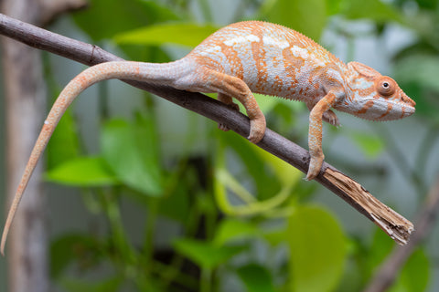 Pet Female Program! - 6 - 7 Month Old Individual - Female #1