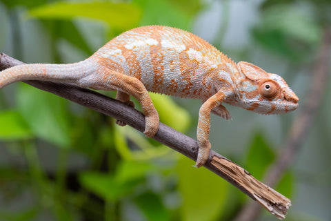 Pet Female Program! - 6 - 7 Month Old Individual - Female #1