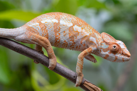 Pet Female Program! - 6 - 7 Month Old Individual - Female #1