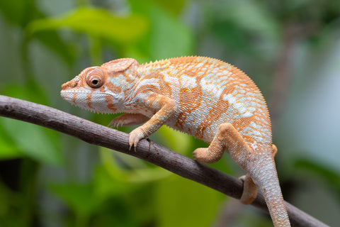 Pet Female Program! - 6 - 7 Month Old Individual - Female #1