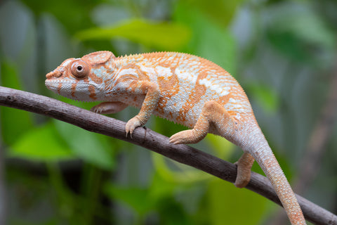 Pet Female Program! - 6 - 7 Month Old Individual - Female #1