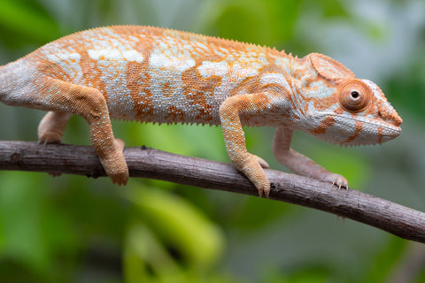 Pet Female Program! - 6 - 7 Month Old Individual - Female #1