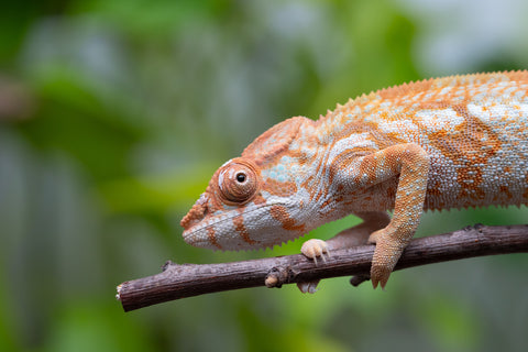 Pet Female Program! - 6 - 7 Month Old Individual - Female #1