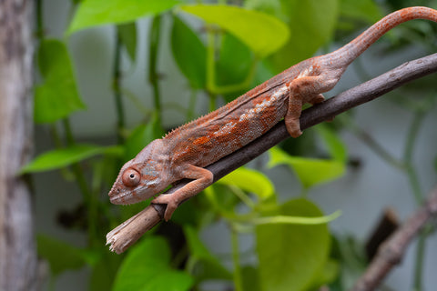 Pet Female Program! - 6 - 7 Month Old Individual - Female #2