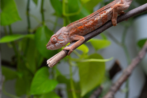 Pet Female Program! - 6 - 7 Month Old Individual - Female #2