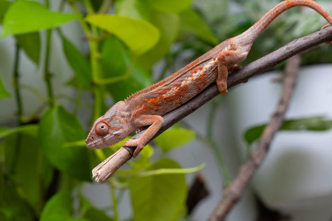 Pet Female Program! - 6 - 7 Month Old Individual - Female #2