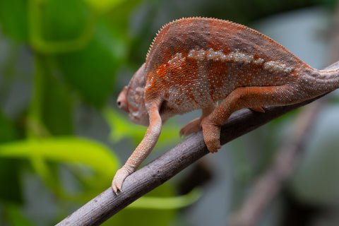 Pet Female Program! - 6 - 7 Month Old Individual - Female #2
