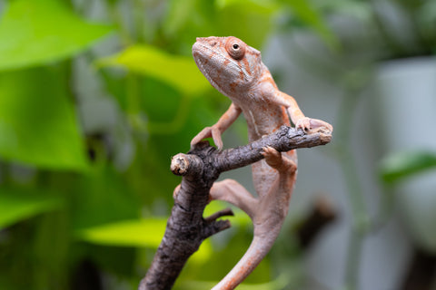 Pet Female Program! - 6 - 7 Month Old Individual - Female #2