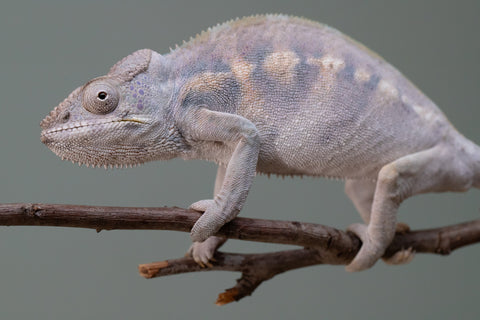 Pet Female Program! - 15 Month Old Individual Female