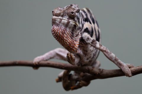 Pet Female Program! - 15 Month Old Individual Female