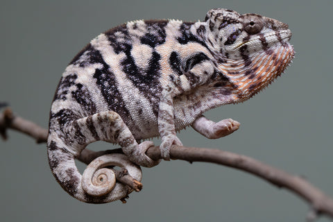 Pet Female Program! - 15 Month Old Individual Female