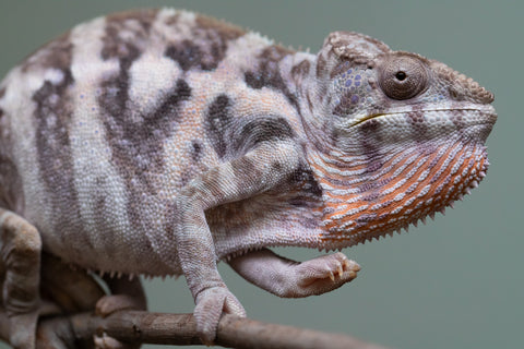 Pet Female Program! - 15 Month Old Individual Female