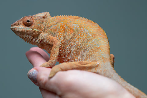Pet Female Program: 1 Year Old Individual - Female #1
