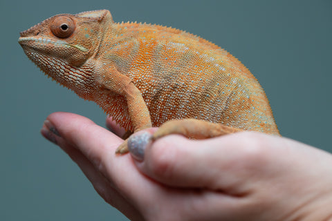 Pet Female Program: 1 Year Old Individual - Female #1