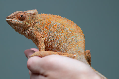 Pet Female Program: 1 Year Old Individual - Female #1