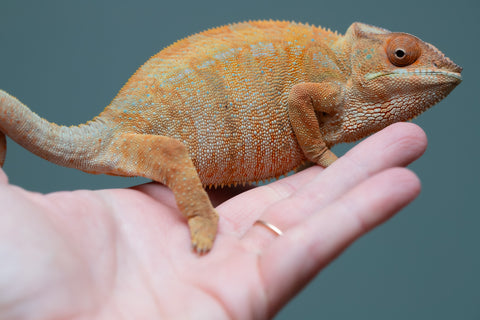 Pet Female Program: 1 Year Old Individual - Female #1