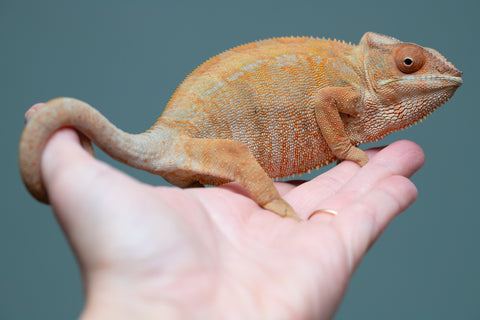 Pet Female Program: 1 Year Old Individual - Female #1