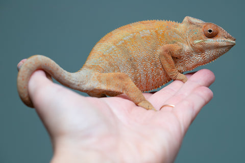 Pet Female Program: 1 Year Old Individual - Female #1
