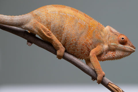 Pet Female Program: 1 Year Old Individual - Female #1