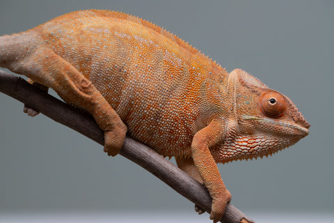 Pet Female Program: 1 Year Old Individual - Female #1
