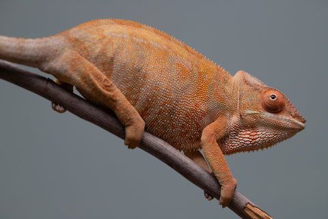 Pet Female Program: 1 Year Old Individual - Female #1
