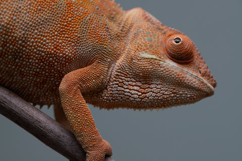 Pet Female Program: 1 Year Old Individual - Female #1