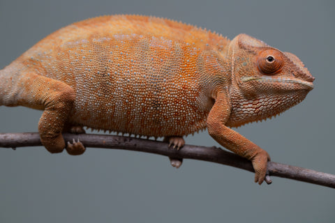 Pet Female Program: 1 Year Old Individual - Female #1