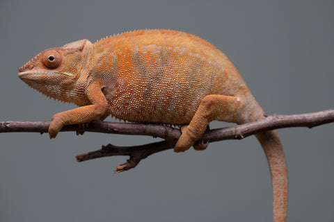 Pet Female Program: 1 Year Old Individual - Female #1