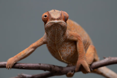 Pet Female Program: 1 Year Old Individual - Female #1
