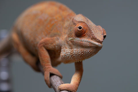 Pet Female Program: 1 Year Old Individual - Female #1