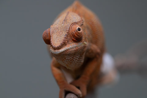 Pet Female Program: 1 Year Old Individual - Female #1