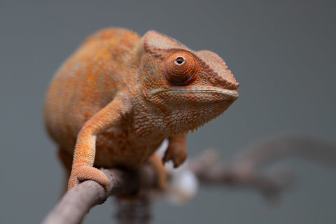 Pet Female Program: 1 Year Old Individual - Female #1