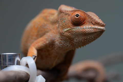 Pet Female Program: 1 Year Old Individual - Female #1