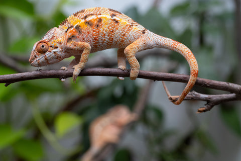 Pet Female Program! - 5 Month Old Individual Female