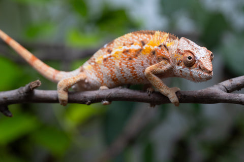 Pet Female Program! - 5 Month Old Individual Female