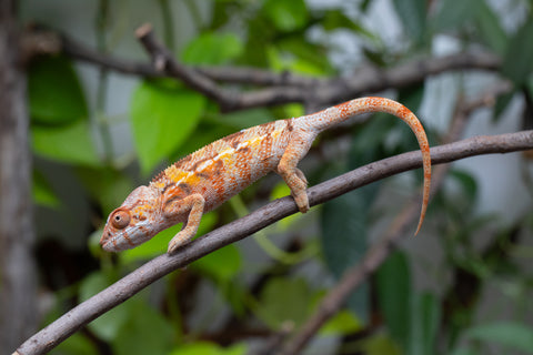 Pet Female Program! - 5 Month Old Individual Female