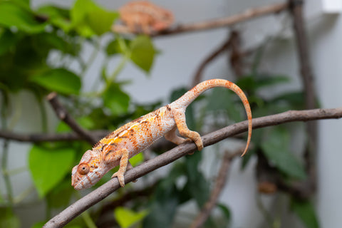 Pet Female Program! - 5 Month Old Individual Female