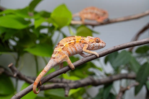 Pet Female Program! - 5 Month Old Individual Female