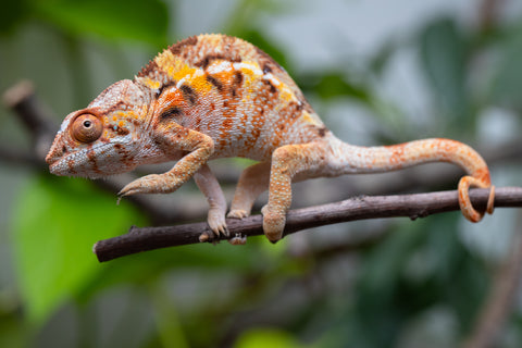 Pet Female Program! - 5 Month Old Individual Female