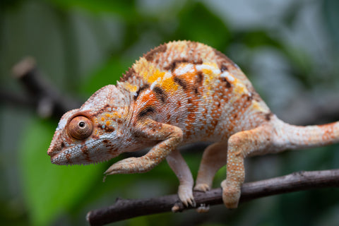 Pet Female Program! - 5 Month Old Individual Female